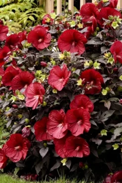 Summerific Holy Grail Hardy Hibiscus (Rose Mallow) - 1 Gallon Pot -Plant Promotion Store hibiscus summerific holy grail rose mallow 5