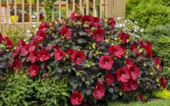 Summerific Holy Grail Hardy Hibiscus (Rose Mallow) - 1 Gallon Pot -Plant Promotion Store hibiscus summerific holy grail rose mallow 6