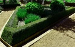 Bordeaux Dwarf Yaupon Holly - 3 Gallon Pot -Plant Promotion Store holly bordeaux 12