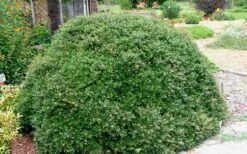 Bordeaux Dwarf Yaupon Holly - 3 Gallon Pot -Plant Promotion Store holly bordeaux 13