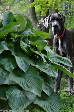 Empress Wu Giant Hosta Lily - 2 Gallon Pot -Plant Promotion Store hosta lily empress wu 205