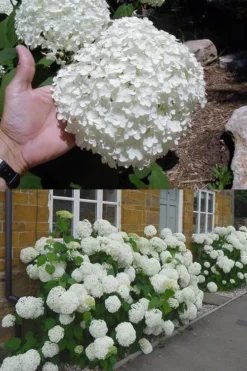 Annabelle Hydrangea - 3 Gallon Pot -Plant Promotion Store hydrangea annabelle 2 500x750 1