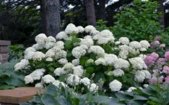 Annabelle Hydrangea - 3 Gallon Pot -Plant Promotion Store hydrangea arborescens annabelle 11