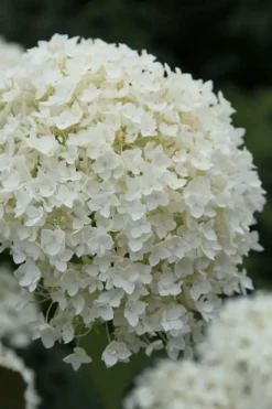 Annabelle Hydrangea - 3 Gallon Pot -Plant Promotion Store hydrangea arborescens annabelle 12