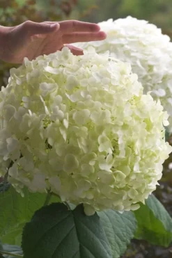 Incrediball Smooth Hydrangea - 3 Gallon Pot 12 Incrediball Smooth Hydrangea - 3 Gallon Pot -Plant Promotion Store hydrangea arborescens incrediball 10