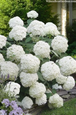 Incrediball Smooth Hydrangea - 3 Gallon Pot 10 Incrediball Smooth Hydrangea - 3 Gallon Pot -Plant Promotion Store hydrangea arborescens incrediball 16