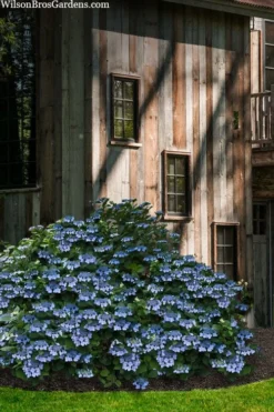 Blue Wave Lacecap Hydrangea - 3 Gallon Pot 14 Blue Wave Lacecap Hydrangea - 3 Gallon Pot -Plant Promotion Store hydrangea macrophylla blue wave 22