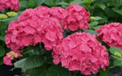Let's Dance 'Big Band' Dwarf Hydrangea - 3 Gallon Pot -Plant Promotion Store hydrangea macrophylla lets dance big band 1