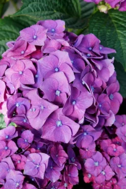 Let's Dance 'Big Band' Dwarf Hydrangea - 3 Gallon Pot