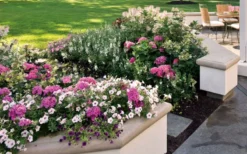 Let's Dance 'Big Band' Dwarf Hydrangea - 3 Gallon Pot -Plant Promotion Store hydrangea macrophylla lets dance big band 3