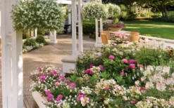 Let's Dance 'Big Band' Dwarf Hydrangea - 3 Gallon Pot -Plant Promotion Store hydrangea macrophylla lets dance big band 4