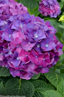 Let's Dance 'Big Band' Dwarf Hydrangea - 3 Gallon Pot -Plant Promotion Store hydrangea macrophylla lets dance big band 5