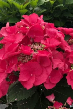 Cherry Explosion Hydrangea - 3 Gallon Pot -Plant Promotion Store hydrangea macrophylla mckay cherry explosion 100