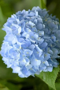 Penny Mac Hydrangea - 1 Gallon Pot -Plant Promotion Store hydrangea macrophylla penny mac 21