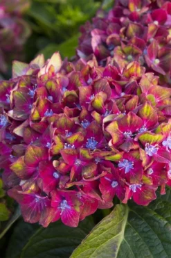 Pistachio Hydrangea - 5 Gallon Pot 13 Pistachio Hydrangea - 5 Gallon Pot -Plant Promotion Store hydrangea macrophylla pistachio 2
