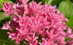 Princess Diana Hydrangea - 3 Gallon Pot -Plant Promotion Store hydrangea macrophylla princess diana 1