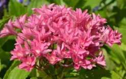 Princess Diana Hydrangea - 3 Gallon Pot -Plant Promotion Store hydrangea macrophylla princess diana 5