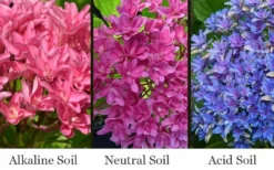 Princess Diana Hydrangea - 3 Gallon Pot -Plant Promotion Store hydrangea macrophylla princess diana 8