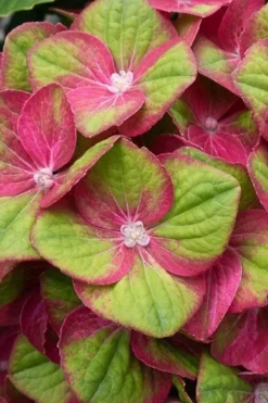 Tilt-A-Swirl Hydrangea - 3 Gallon Pot - SALE 15 Tilt-A-Swirl Hydrangea - 3 Gallon Pot - SALE -Plant Promotion Store hydrangea macrophylla tilt a swirl 4