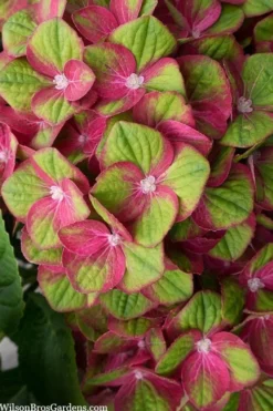 Tilt-A-Swirl Hydrangea - 3 Gallon Pot - SALE 11 Tilt-A-Swirl Hydrangea - 3 Gallon Pot - SALE -Plant Promotion Store hydrangea macrophylla tilt a swirl 5