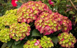 Tilt-A-Swirl Hydrangea - 3 Gallon Pot - SALE 14 Tilt-A-Swirl Hydrangea - 3 Gallon Pot - SALE -Plant Promotion Store hydrangea macrophylla tilt a swirl 8