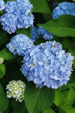 Mini Penny Hydrangea - 1 Gallon Pot -Plant Promotion Store hydrangea mini penny 500x750202 1