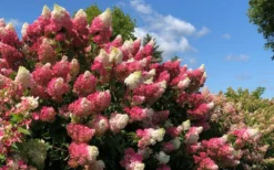 Berry White Panicle Hydrangea - 3 Gallon Pot -Plant Promotion Store hydrangea paniculata berry white 4