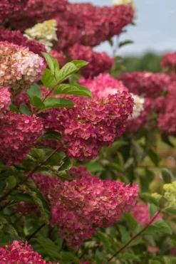 Berry White Panicle Hydrangea - 3 Gallon Pot -Plant Promotion Store hydrangea paniculata berry white 5