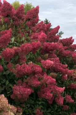 Berry White Panicle Hydrangea - 3 Gallon Pot -Plant Promotion Store hydrangea paniculata berry white 7