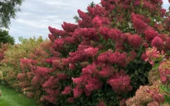 Berry White Panicle Hydrangea - 3 Gallon Pot -Plant Promotion Store hydrangea paniculata berry white 8