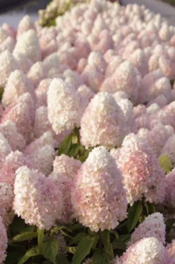 Sweet Summer Panicle Hydrangea - 3 Gallon Pot 11 Sweet Summer Panicle Hydrangea - 3 Gallon Pot -Plant Promotion Store hydrangea paniculata sweet summer 1