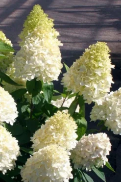 Sweet Summer Panicle Hydrangea - 3 Gallon Pot 10 Sweet Summer Panicle Hydrangea - 3 Gallon Pot -Plant Promotion Store hydrangea paniculata sweet summer 2