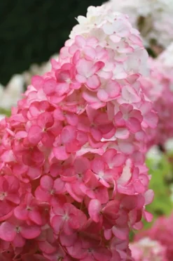 Vanilla Strawberry Hydrangea - 1 Gallon Pot 13 Vanilla Strawberry Hydrangea - 1 Gallon Pot -Plant Promotion Store hydrangea paniculata vanilla strawberry 20 1