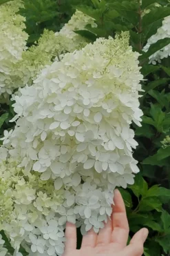 Phantom Hydrangea - 1 Gallon Pot 8 Phantom Hydrangea - 1 Gallon Pot -Plant Promotion Store hydrangea phantom 20