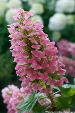 Gatsby Pink Oakleaf Hydrangea - 3 Gallon Pot -Plant Promotion Store hydrangea quercifolia gatsby pink 7