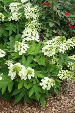 Pee Wee Dwarf Oakleaf Hydrangea - 3 Gallon Pot -Plant Promotion Store hydrangea quercifolia pee wee oakleaf 1 1