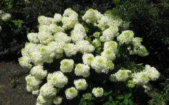 Silver Dollar Hydrangea - 1 Gallon Pot -Plant Promotion Store hydrangea silver dollar 2