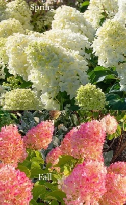 Silver Dollar Hydrangea - 1 Gallon Pot -Plant Promotion Store hydrangea silver dollar 4