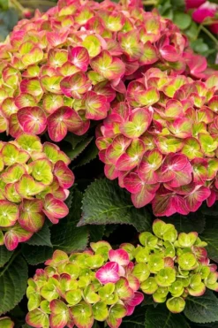 Tilt-A-Swirl Hydrangea - 3 Gallon Pot - SALE 13 Tilt-A-Swirl Hydrangea - 3 Gallon Pot - SALE -Plant Promotion Store hydrangea tilt a whirl 500x750 1
