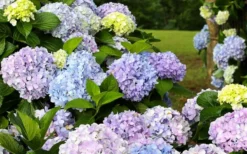 Dear Dolores Hydrangea - 1 Gallon Pot -Plant Promotion Store hydrangea20dear20delores