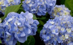Dear Dolores Hydrangea - 1 Gallon Pot -Plant Promotion Store hydrangea20dear20delores202