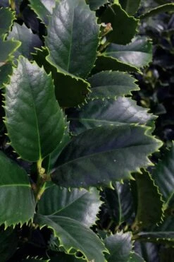 Liberty Holly - 3 Gallon Pot -Plant Promotion Store ilex conty liberty holly tree 101