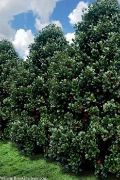 Liberty Holly - 3 Gallon Pot -Plant Promotion Store ilex conty liberty holly tree 107