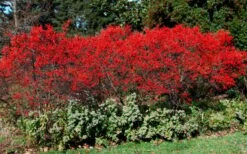 Sparkleberry Female Winterberry Holly - 1 Gallon Pot -Plant Promotion Store ilex verticillata sparkleberry holly 1