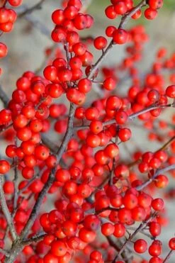Sparkleberry Female Winterberry Holly - 1 Gallon Pot -Plant Promotion Store ilex verticillata sparkleberry holly 2