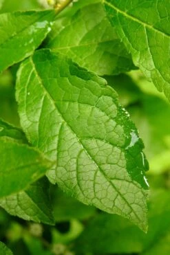 Sparkleberry Female Winterberry Holly - 1 Gallon Pot -Plant Promotion Store ilex verticillata sparkleberry holly 5