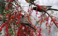 Pride Of Houston Yaupon Holly Tree - 7 Gallon Pot (5-6') -Plant Promotion Store ilex vomitoria pride of houston yaupon holly 10