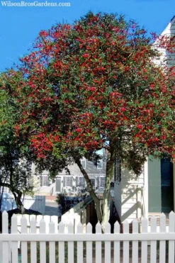 Pride Of Houston Yaupon Holly Tree - 7 Gallon Pot (5-6') -Plant Promotion Store ilex vomitoria pride of houston yaupon holly 2