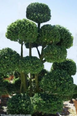 Pride Of Houston Yaupon Holly Tree - 7 Gallon Pot (5-6') -Plant Promotion Store ilex vomitoria pride of houston yaupon holly 6