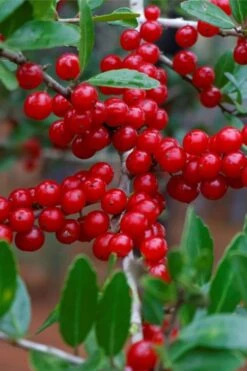 Pride Of Houston Yaupon Holly Tree - 7 Gallon Pot (5-6') -Plant Promotion Store ilex vomitoria pride of houston yaupon holly 7